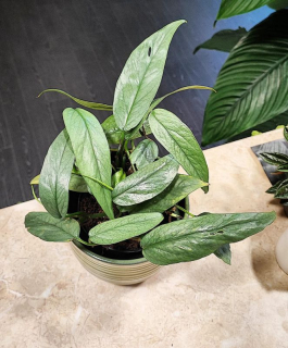 Epipremnum pinnatum Cebu blue