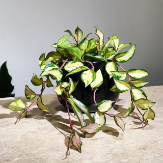 Hoya carnosa "tricolor"