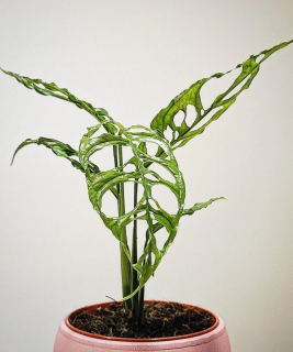 Monstera Obliqua Peru