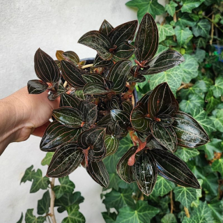 ludisia discolor