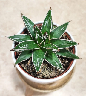 Agave Victoriae-reginae