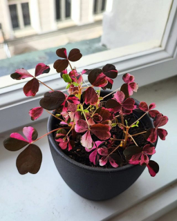 Oxalis Plum crazy
