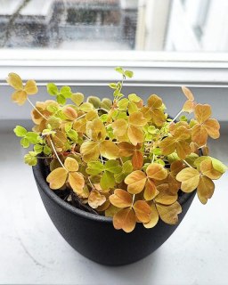 Oxalis Sunset Velvet