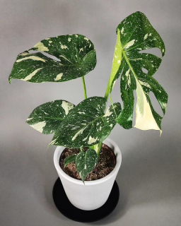 Monstera Deliciosa Thai constellation