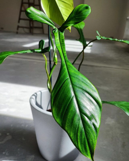 Philodendron Joepii