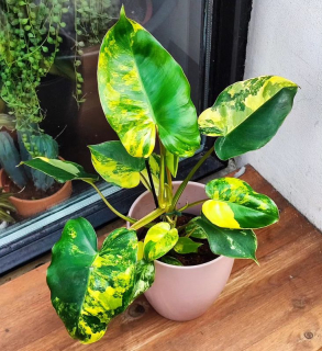 Philodendron Burle Marx Variegata