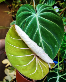 Philodendron Gloriosum Dark Form