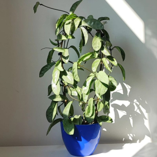 Hoya carnosa 'grey Ghost' ,nezakořeněný řez