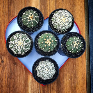 Astrophytum asterias