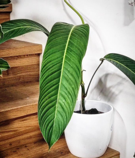Philodendron Heterocraspedon