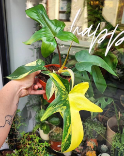 Philodendron Florida beauti