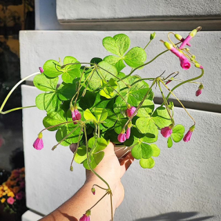 Oxalis bowiei Amarantha