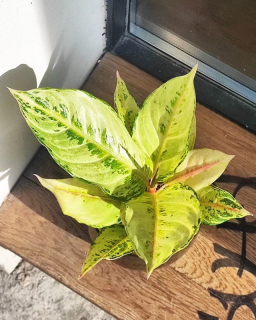 Aglaonema 'Chartreuse Pretty'