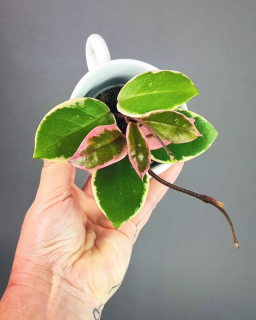 Hoya carnosa 'Krimson Queen Pink' aka 'Flamingo Dream'
