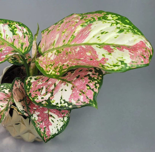 Aglaonema 'Anyamanee Tricolor'