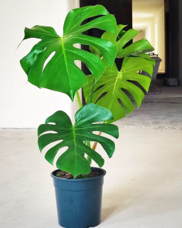 Monstera deliciosa