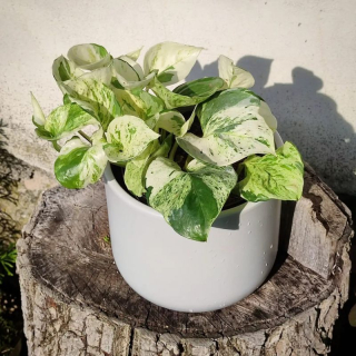 Epipremnum happy leaf Manjula