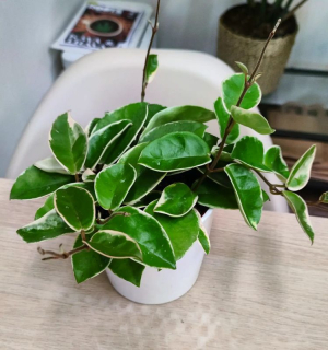 Hoya carnosa Krimson Queen