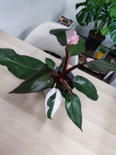 Philodendron Pink Princess