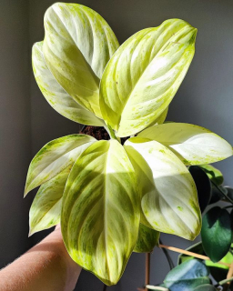 Aglaonema Arctic Lime