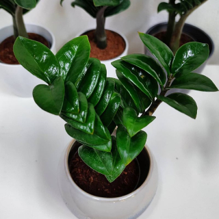 Zamioculcas Zenzi baby