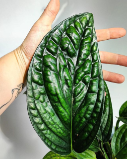 Monstera  Peru  v závěsu