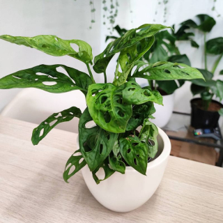 Monstera obliqua Monkey mask