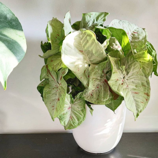 Syngonium Milk confetti