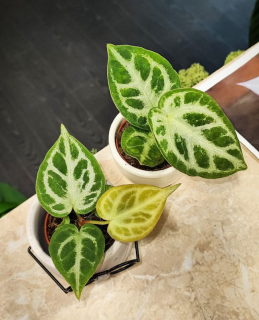 Anthurium Crystallinum Silver Blush Baby