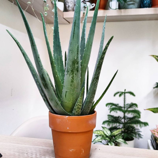 Aloe Vera