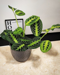 Maranta Lemon Lime