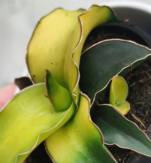 Sansevieria Star Canary