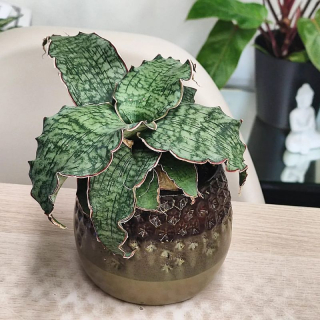 Sansevieria Star Green Granite