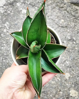 Sansevieria enrenbergii 'Samurai Dwarf'