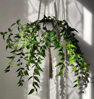 Hoya Bella