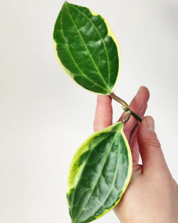 Hoya Macrophylla Variegata řízek k zakořenění