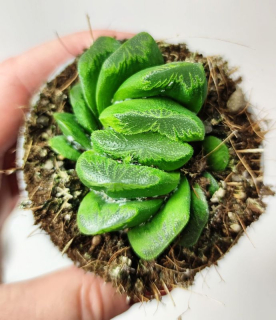 Haworthia sagomata truncata