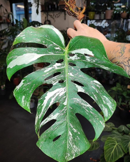 Monstera Albo Variegata. Stonkový řez