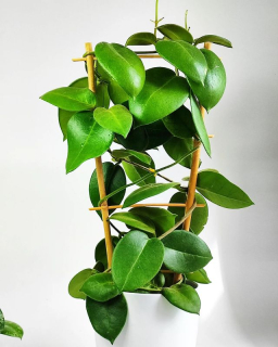 Hoya Calycina Stargazer řízek k zakořenění.