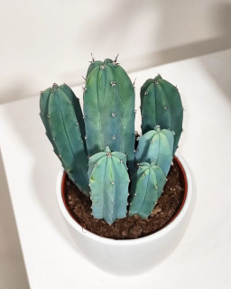 Myrtillocactus Cereus Geometrizans