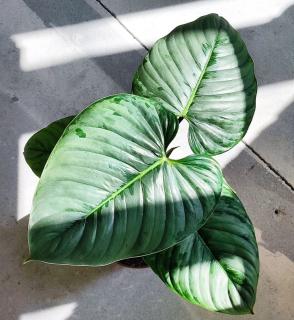 Philodendron Sodiroi