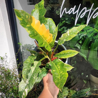 Philodendron Narrow Ring Of Fire