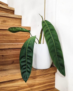 Philodendron Patriciae