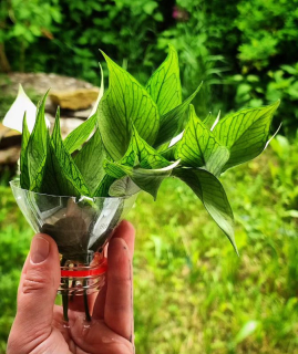 Hoya polyneura řízek k zakořenění.