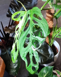 Monstera adansonii ‘Indonesian Marble’ řízek k zakořenění.