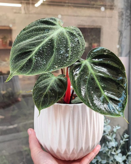 Philodendron El Choco Red mladá rostlina